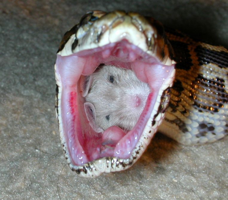 In the mouth of a snake